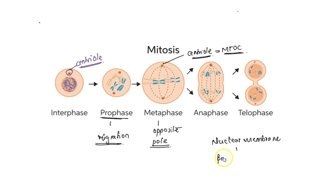SOLVED: In an animal cell at mitotic metaphase, you would expect to find  (a) two pairs of centrioles located on the metaphase plate (b) a pair of  centrioles inside the nucleus (c)