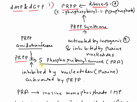 purine-nucleotide-metabolism-is-a-highly-regulated-process-show-the-synthesis-of-purines-from-raw-materials-in-the-cell-discuss-how-the-purine-nucleotide-synthesis-pathway-is-regulated-to-pr-30226