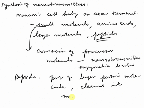 1-list-and-explain-the-sequence-of-events-at-a-synapse-from-synthesis-of-neurotransmitters-through-stimulation-of-receptors-to-the-disposition-of-the-transmitter-molecules-discuss-how-certai-81465