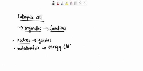 which-organelle-is-important-to-lipid-and-carbohydrate-production-ribosomes-rough-er-lysosomes-smooth-er-golgi-apparatus-27406