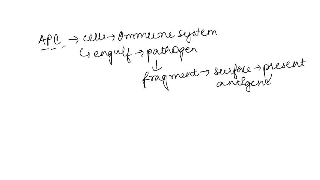 SOLVED Antigenpresenting cells usually display processed antigens to