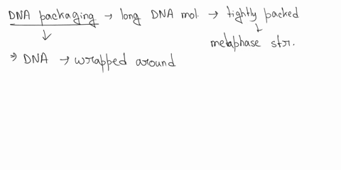 the-following-forms-of-packed-dna-are-in-the-correct-order-from-highest-packing-compacted-to-lowest-most-a-scaffold-loops-nucleosomes-beads-on-a-string-30-nm-fibre-b-chromatin-30-nm-fiber-nu-81652