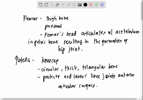what-are-the-structural-and-functional-differences-between-the-femur-and-the-patella-91206
