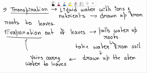 name-and-explain-the-mechanism-of-water-movement-through-vascular-plants-include-a-discussion-of-how-the-anatomy-of-vascular-plants-and-the-properties-of-water-contribute-to-this-process-als-39662