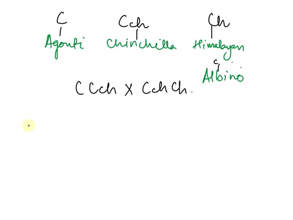 SOLVED In rabbits, agouti fur coat color (C) is dominant to chinchilla