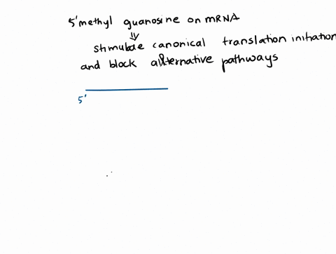 what-would-happen-if-the-5-methyl-guanosine-was-not-added-to-an-mrna-a-the-transcript-would-degrade-when-the-mrna-moves-out-of-the-nucleus-to-the-cytoplasm-b-the-mrna-molecule-would-stabilize-and-star