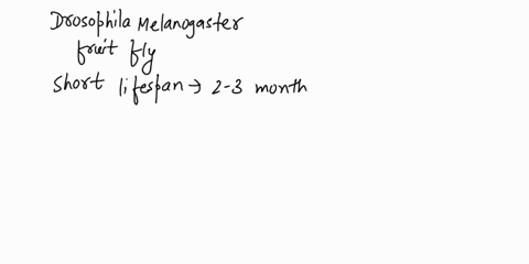 how-long-is-drosophila-melanogaster-life-cycle-20197