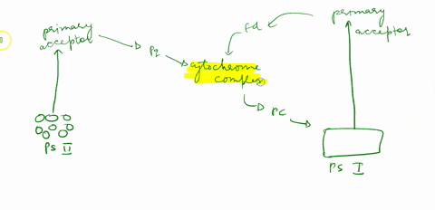 1-how-does-the-law-of-conservation-of-energy-and-the-first-law-of-thermodynamics-apply-to-the-light-dependent-light-reactions-of-photosynthesis-2-photosystem-i-usually-converts-most-of-the-l-23049
