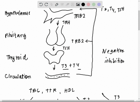diagram-the-thyroid-pituitary-relationship-for-normal-individual-include-the-glands-and-several-cells-within-each-gland-high-thyroxin-levels-are-known-to-feed-back-to-the-pituitary-causing-r-12533