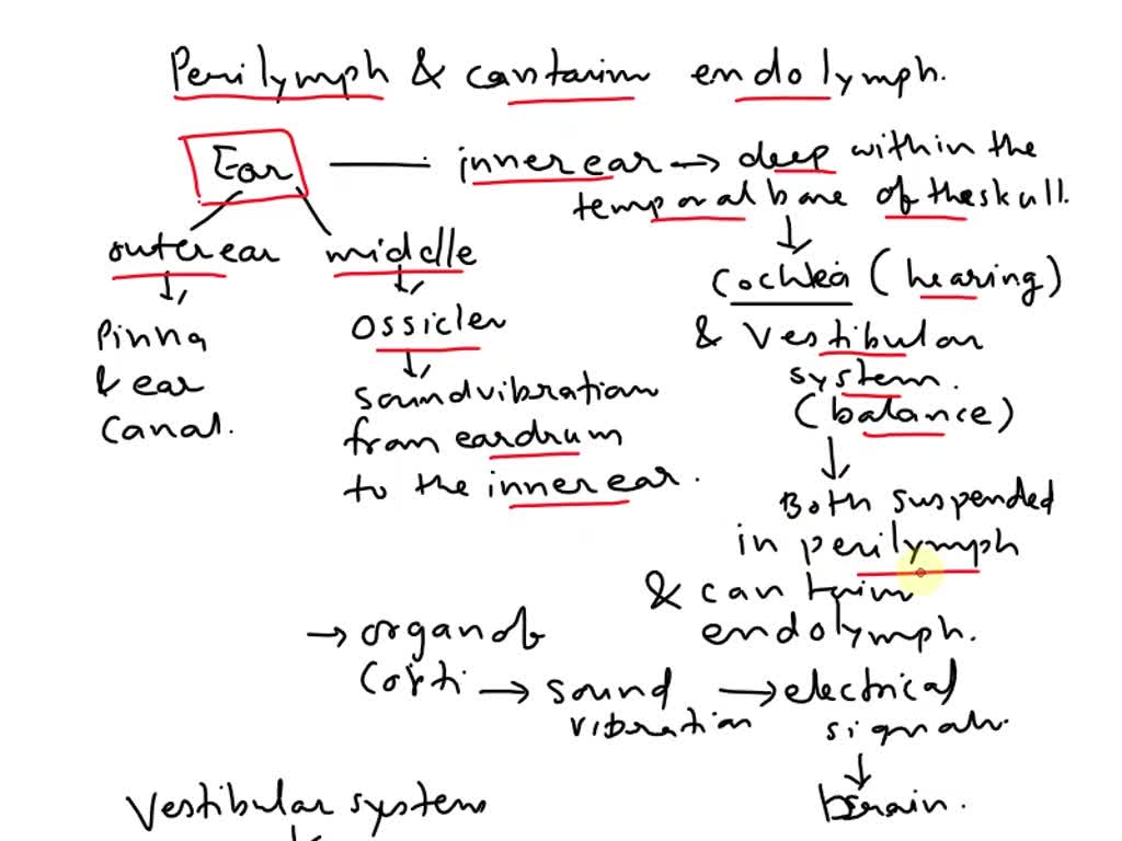 SOLVED: what part of the ear is suspended in perilymph, and contains ...