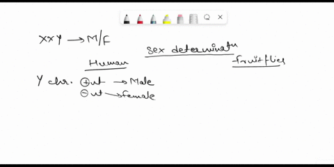 individuals-with-an-xxy-karyotype-are-_-male-male-male-female-female-male-female-female-male-intersexual-in-humans-and-frult-flies-10531