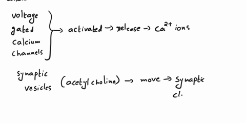 hey-i-need-help-with-the-following-question-from-physiology-thank-you-the-question-if-ca2-ions-are-injected-into-the-synapse-of-a-nerve-cell-it-leads-to-the-release-of-vesicles-which-is-some-58127