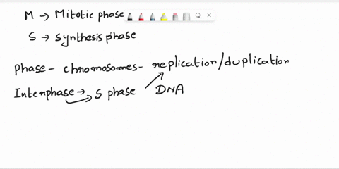 5-9these-questions-pertain-to-the-cell-cycle-5the-phase-during-which-chromosomes-are-replicatedduplicated-the-phase-during-which-initial-cell-growth-occurs-7-the-phase-during-which-mitosis-a-65568