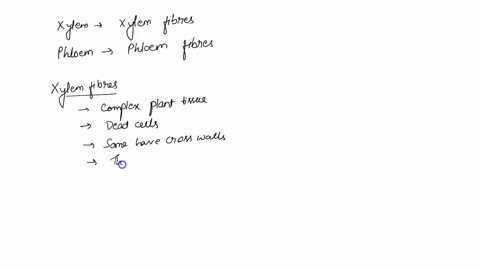 what-fibers-surround-the-xylem-and-phloem-what-are-their-functions-34813