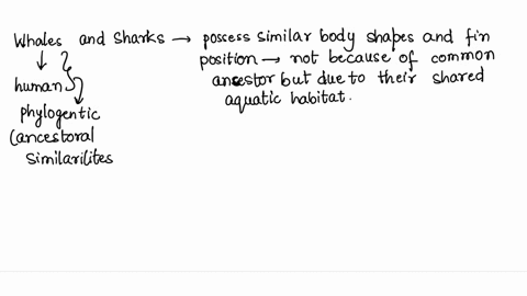sharks-whales-and-dolphins-share-similar-features-such-as-body-shape-and-the-position-of-fins-however-sharks-have-gills-for-breathing-while-whales-and-dolphins-have-lungs-these-differences-i-24239