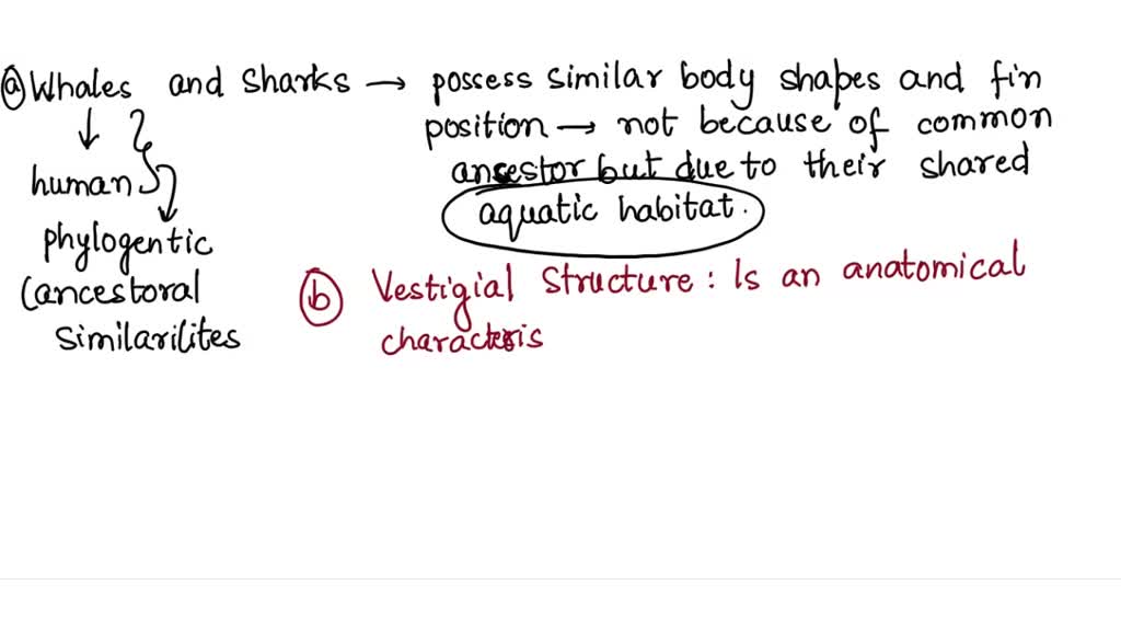 SOLVED: Sharks, whales, and dolphins share similar features such as ...