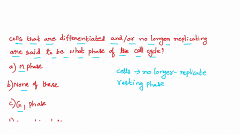question-39-cells-that-are-differentiated-andlor-no-longer-replicating-are-said-to-be-what-phase-of-the-cell-cycle-oamphase-0-b-none-of-these-answers-are-correct-there-is-no-name-for-this-st-94323