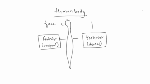 drag-the-proper-term-to-the-box-that-indicates-that-part-of-the-image-inferiorcaudal-anteriorventral-superorcephalic-proxinal-posteriordorsal-distal-13264