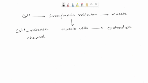 in-a-skeletal-muscle-fiber-ca2-atpase-pump-a-ends-the-contraction-and-causes-muscle-relaxation-b-helps-release-of-calcium-from-sarcoplasmic-reticulum-c-causes-the-contraction-d-acts-by-passi-84721