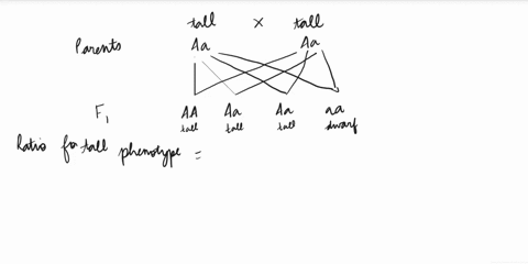 in-a-particular-plant-height-is-under-the-control-of-a-single-gene-that-has-two-alleles-the-dominant-a-tall-and-the-recessive-a-dwarf-a-cross-of-two-heterozygous-tall-plants-produces-200-off-28033