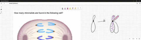 how-many-chromatids-are-found-in-the-following-cell-2-23-87-3-2-3-05133