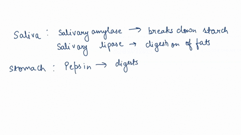 there-are-other-kinds-of-enzymes-in-your-digestive-system-how-do-these-enzymes-affect-digestion-27068