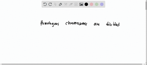 which-event-occurs-in-meiosis-but-not-mitosis-a-homologous-chromosomes-are-divided-among-daughter-cells-b-daughter-cells-form-with-the-same-genetic-information-as-the-parent-cells-c-a-spindl-40057