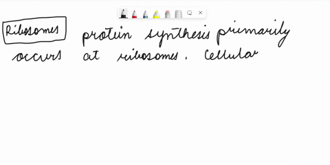 protein-synthesis-occurs-at-the-a-golgi-apparatus-b-ribosomes-c-leucoplast-d-lysosome-e-mitochondria-36683