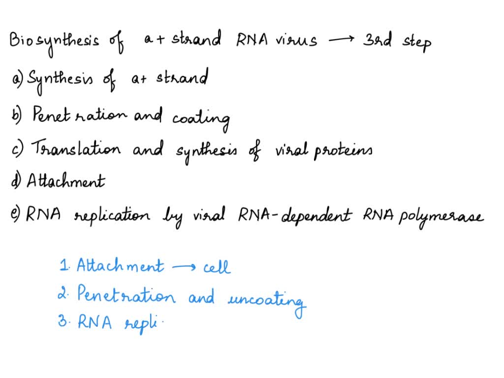 SOLVED Put the steps in a negativesense singlestranded RNA virus