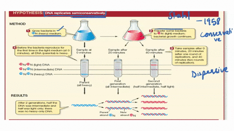 consider-the-experiment-conducted-by-meselson-and-stahl-in-which-they-used-14n-and-15n-in-cultures-of-ecoli-and-equilibrium-density-gradient-centrifugation-draw-pictures-to-represent-the-ban-28266