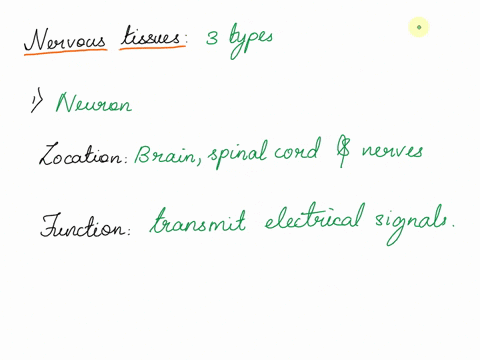 what-are-the-different-nervous-tissues-and-their-functions-and-location-16628