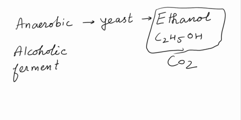 1-what-is-the-byproduct-of-anaerobic-respiration-in-yeast-2-what-is-the-byproduct-of-anaerobic-respiration-in-humans-3-what-is-the-byproduct-of-aerobic-respiration-4-describe-the-relationshi-78206