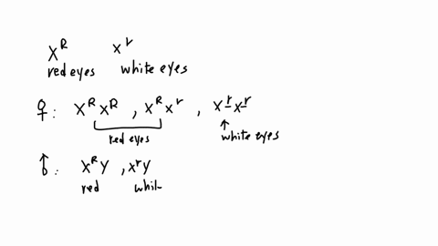 cross-2-in-a-separate-scenario-what-if-morgan-crossed-a-white-eyed-female-with-a-red-eyed-male-given-what-you-know-of-the-inheritance-and-dominance-of-the-eye-color-alleles-what-are-the-geno-09974
