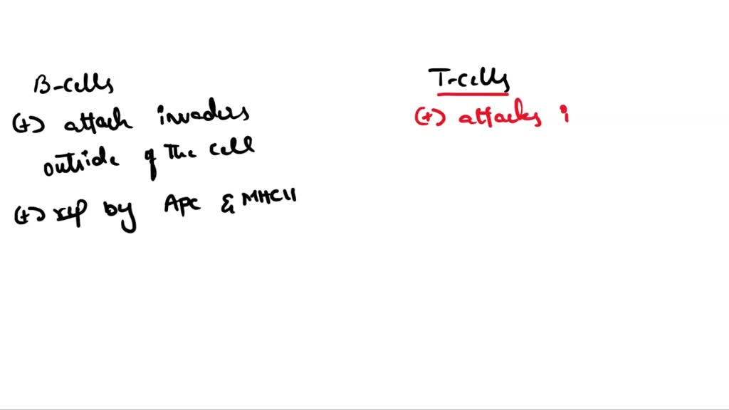 SOLVED: Differences Between T cell and B cells What are the differences ...