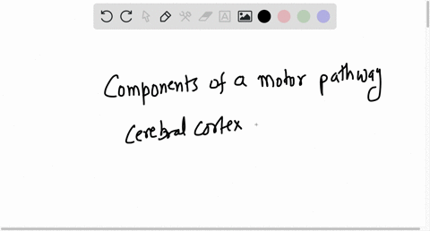 which-of-the-following-is-not-a-component-of-a-motor-pathway-spinal-cord-cerebral-cortex-effector-organ-sensory-receptor-all-of-the-above-are-components-96623