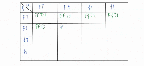 set-up-and-solve-punnett-square-for-the-following-cross-fftt-fftt-f-freckles-no-freckles-t-taster-non-taster-how-many-differentiunique-genotypes-did-you-get-note-do-not-want-the-genotypic-ra-19795