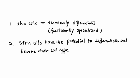 question-1-1-skin-cells-have-terminally-differentiated-become-senescent-quickly-continually-replicate-become-quiescent-quickly-question-2-1-which-cell-type-undergoes-terminal-differentiation-82326
