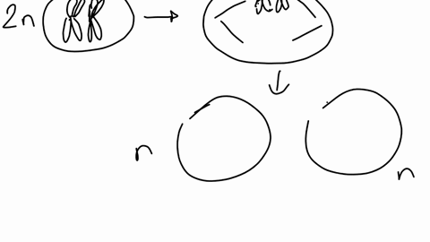 what-would-happen-if-one-of-the-replicated-chromosomes-one-of-the-two-intermediate-daughter-cells-failed-to-split-at-the-end-of-metaphase-ii-what-were-the-four-new-daughter-cells-look-like-66664