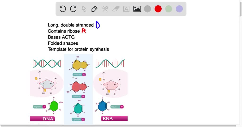 SOLVED: RNA DNA Ribonucleic acid Deoxyribonucleic acid Using the rules ...