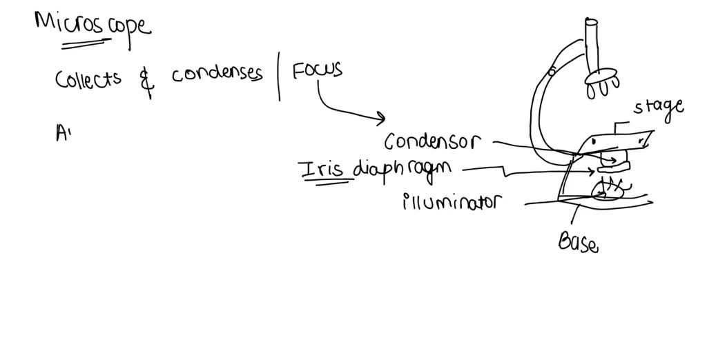 SOLVED Which part of the compound microscope controls the intensity of