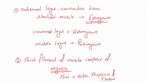 1-the-outermost-layer-of-connective-tissue-surrounding-a-skeletal-muscle-is-select-one-a-tendon-b-endomysium-c-epimysium-d-perimysium-2-the-thick-filaments-of-a-muscle-are-composed-of-select-46717