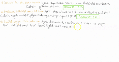a-light-dependent-b-calvin-cycle-reactlons-for-each-phrase-indicate-whether-the-light-dependent-reactions-a-or-the-calvin-cycle-b-is-being-described-occurs-in-the-stroma-choose-a-choose-prod-68669