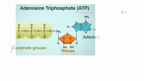 question-11-1-pts-atp-stores-its-highest-amount-of-energy-in-which-phosphate-bond-3rd-1st-2nd-4th-31047