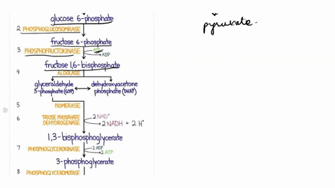 what-kind-of-metabolic-poison-would-interfere-with-glycolysis-62106
