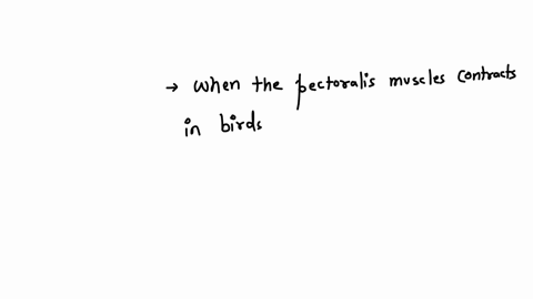 one-of-the-primary-muscles-that-birds-use-to-fly-is-the-pectoralisif-youve-ever-eaten-chicken-or-turkey-breastyouve-eaten-pectoralis-musclelike-the-homologous-human-muscleit-originates-on-th-18329