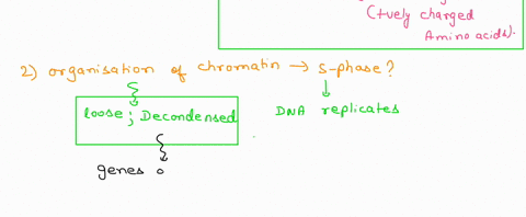 the-eukaryotic-nucleus-contains-chromatin-which-is-a-complex-of-dna-and-histone-proteins-1-explain-why-histone-proteins-are-rich-in-lysine-and-arginine-2-in-the-s-phase-of-the-cell-cycle-how-88812