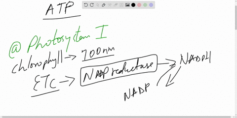 which-complex-is-not-involved-in-the-establishment-of-conditions-for-atp-synthesis-a-photosystem-i-b-40336