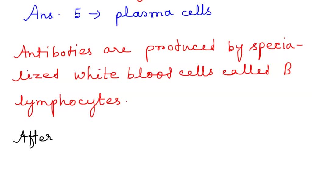 are cytotoxic t cells natural killer cells