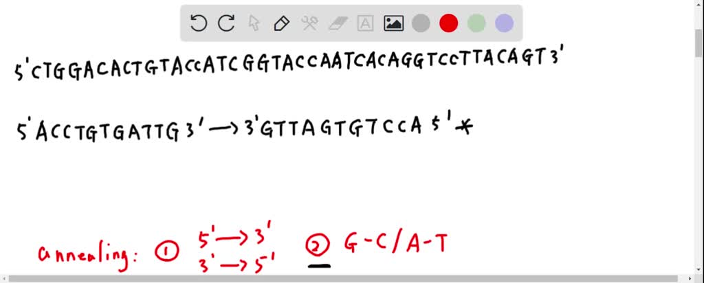 SOLVED: If the two oligonucleotides below are allowed to anneal and DNA ...