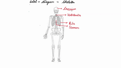 label-this-diagram-of-a-skeleton-2-26591